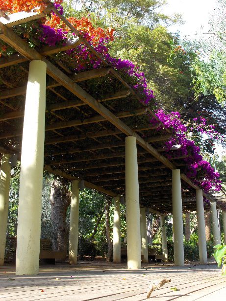 pergola with colorful plants