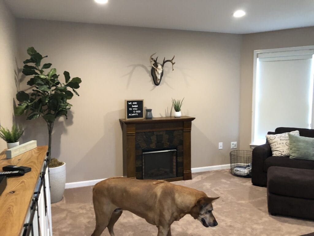 dog walking through a family room